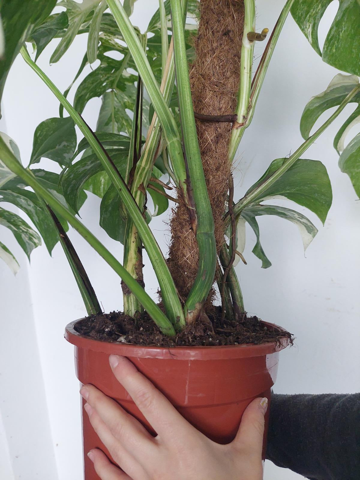 Monstera Variegata buschig