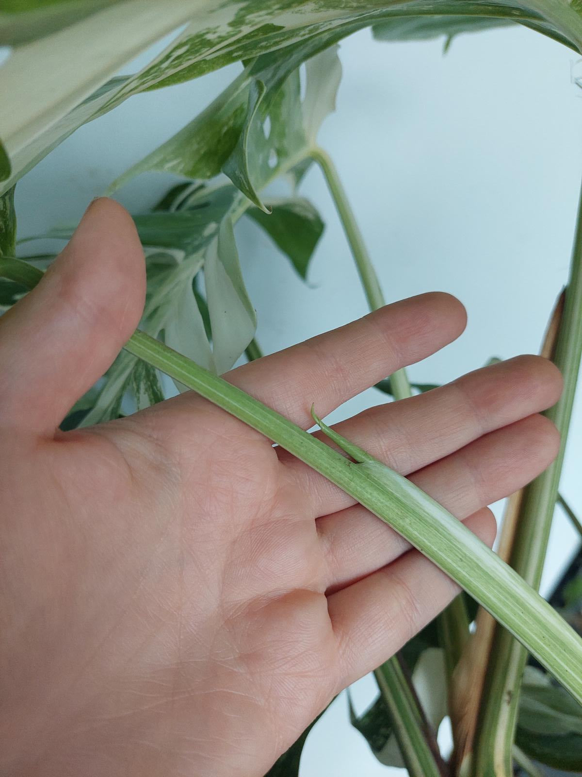 Monstera Variegata buschig