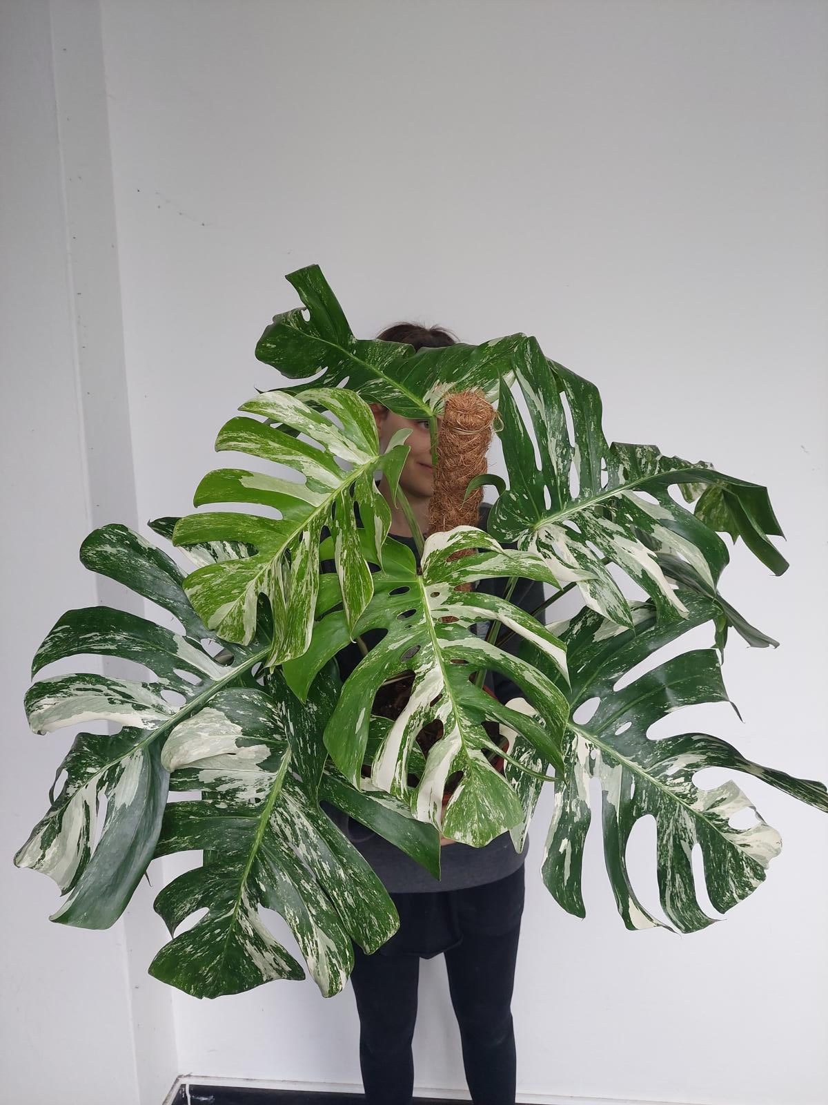 Monstera Variegata buschig