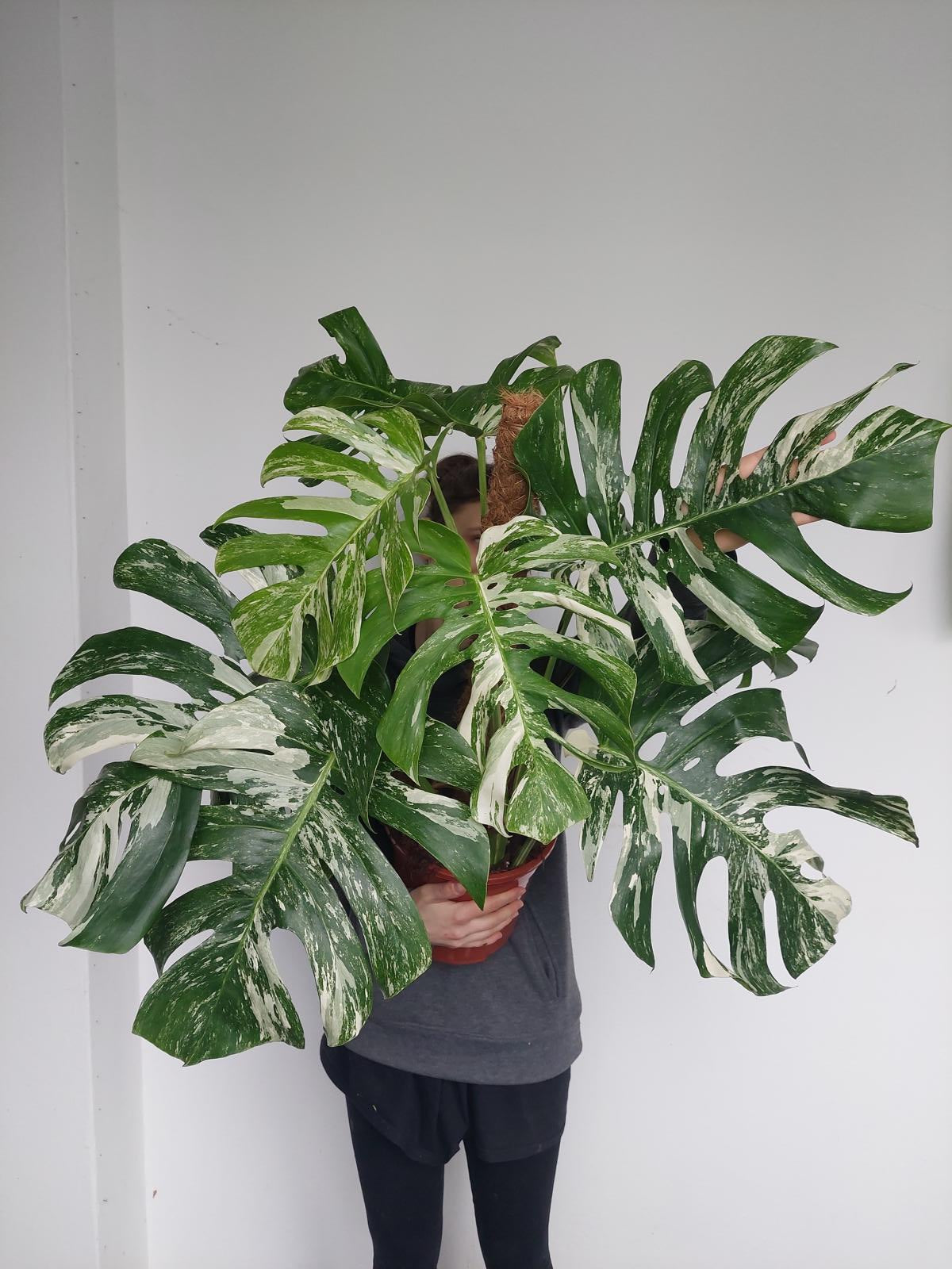 Monstera Variegata buschig