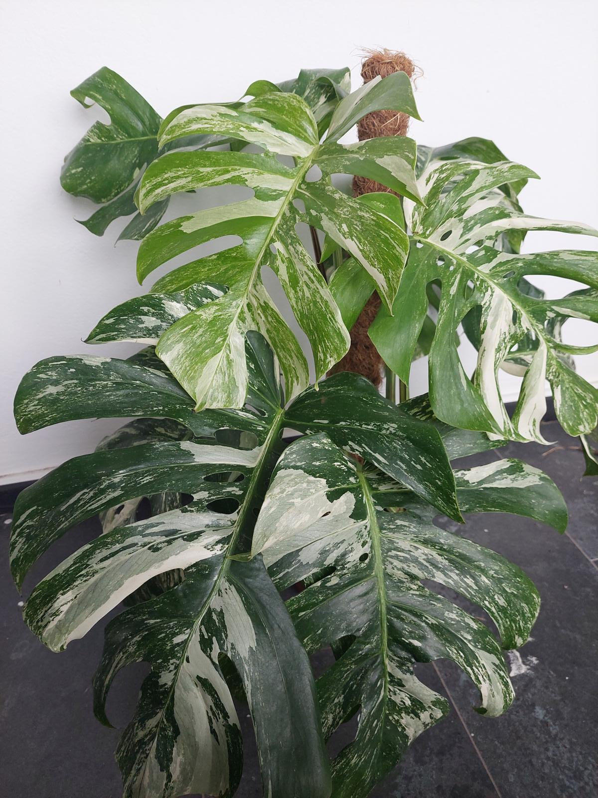 Monstera Variegata buschig