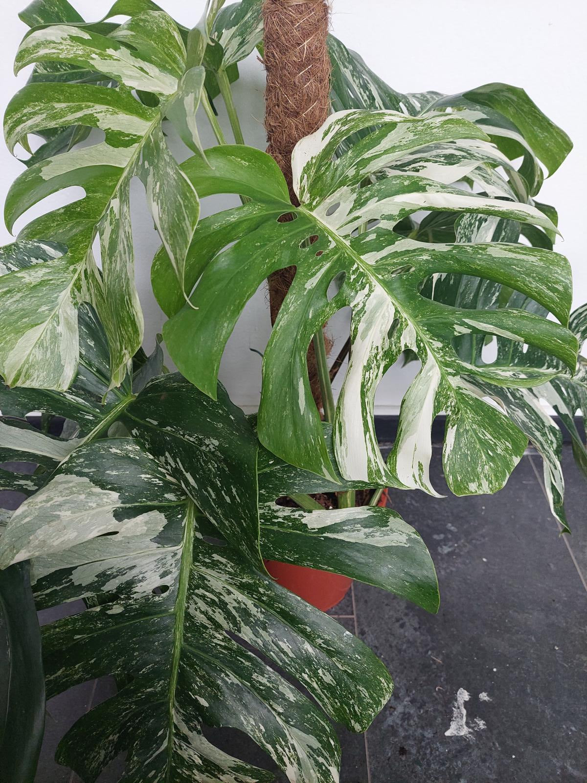 Monstera Variegata buschig