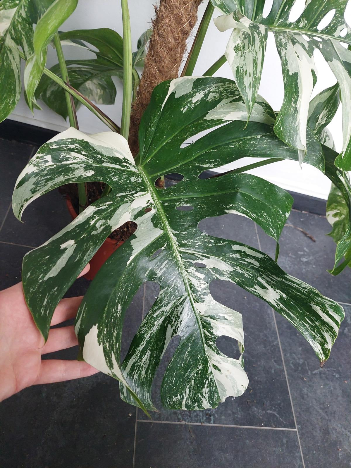 Monstera Variegata buschig