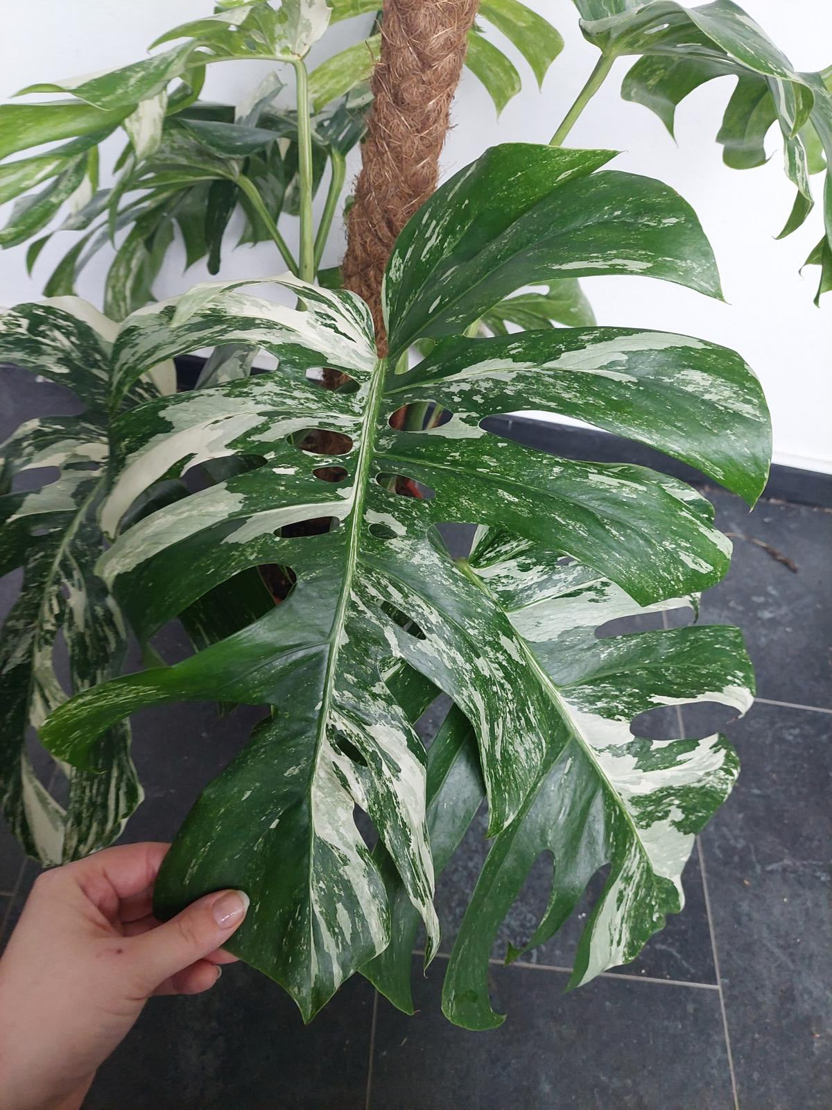 Monstera Variegata buschig