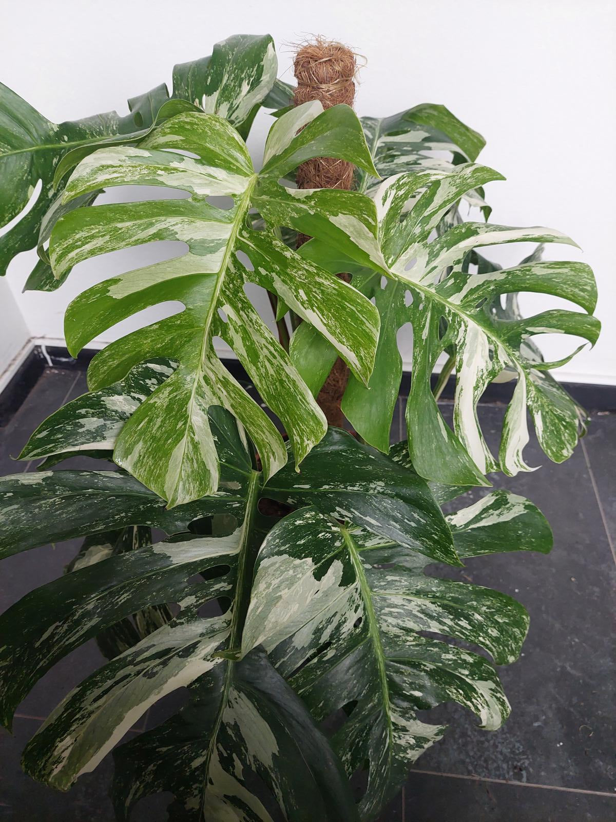 Monstera Variegata buschig