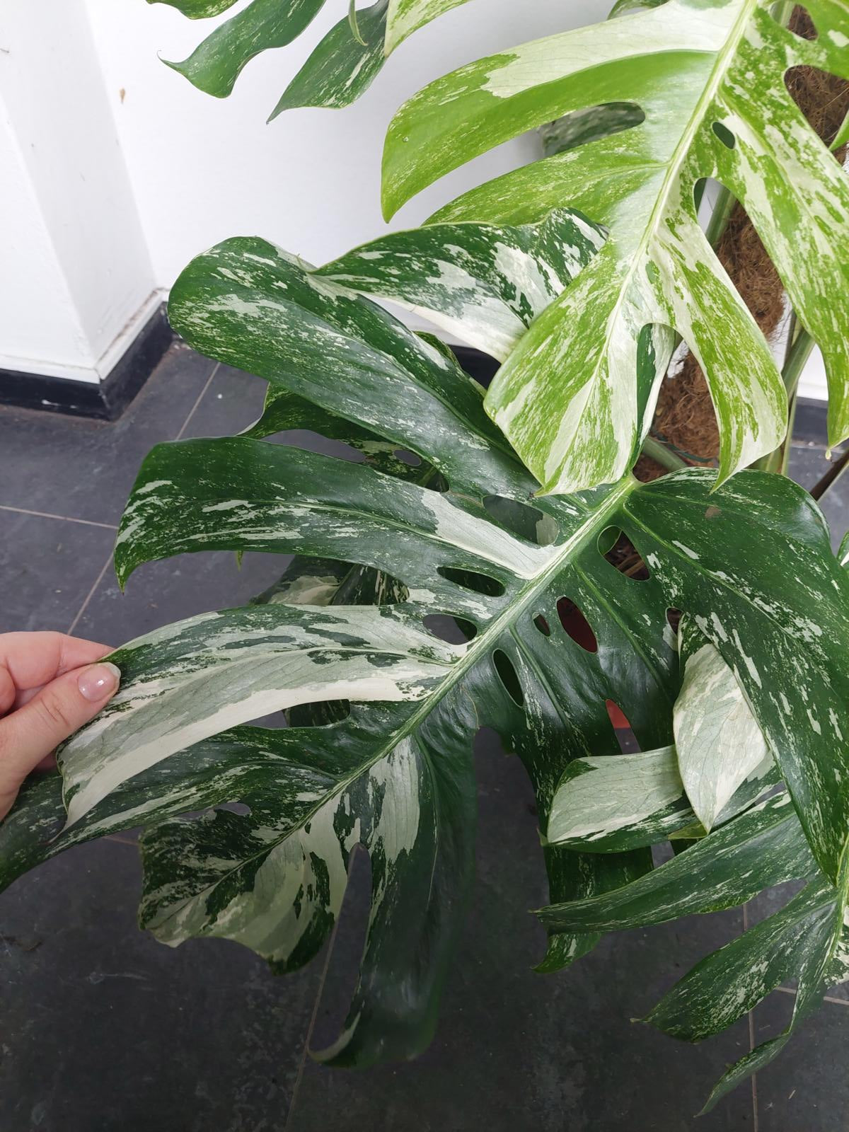 Monstera Variegata buschig