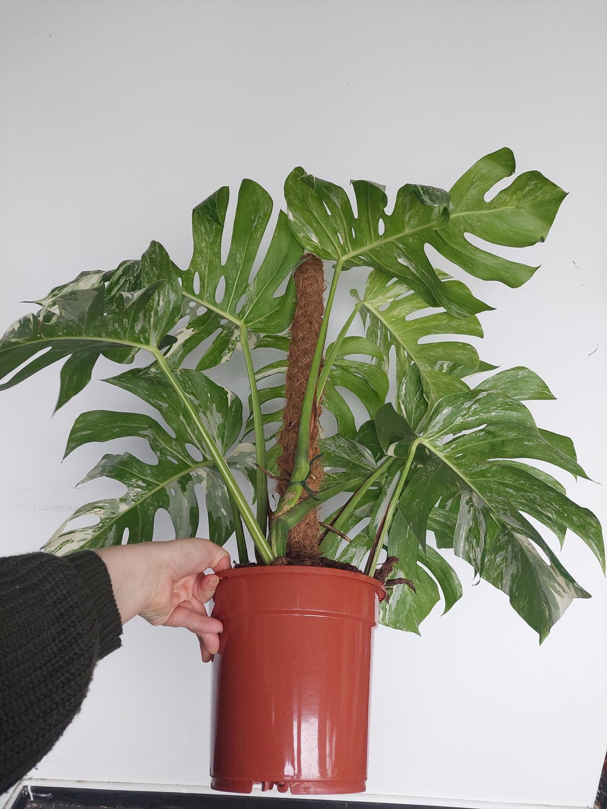 Monstera Variegata buschig