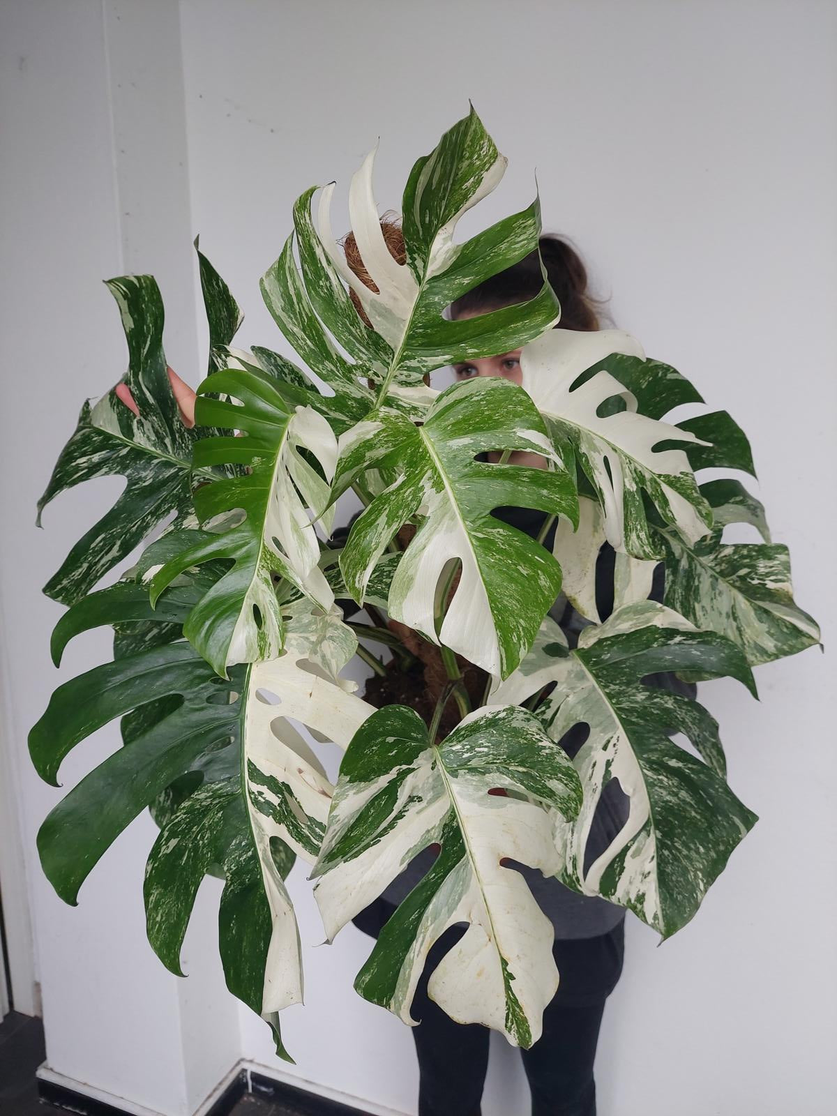 Monstera Variegata buschig