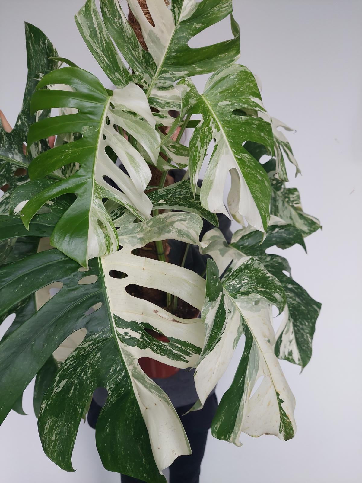 Monstera Variegata buschig