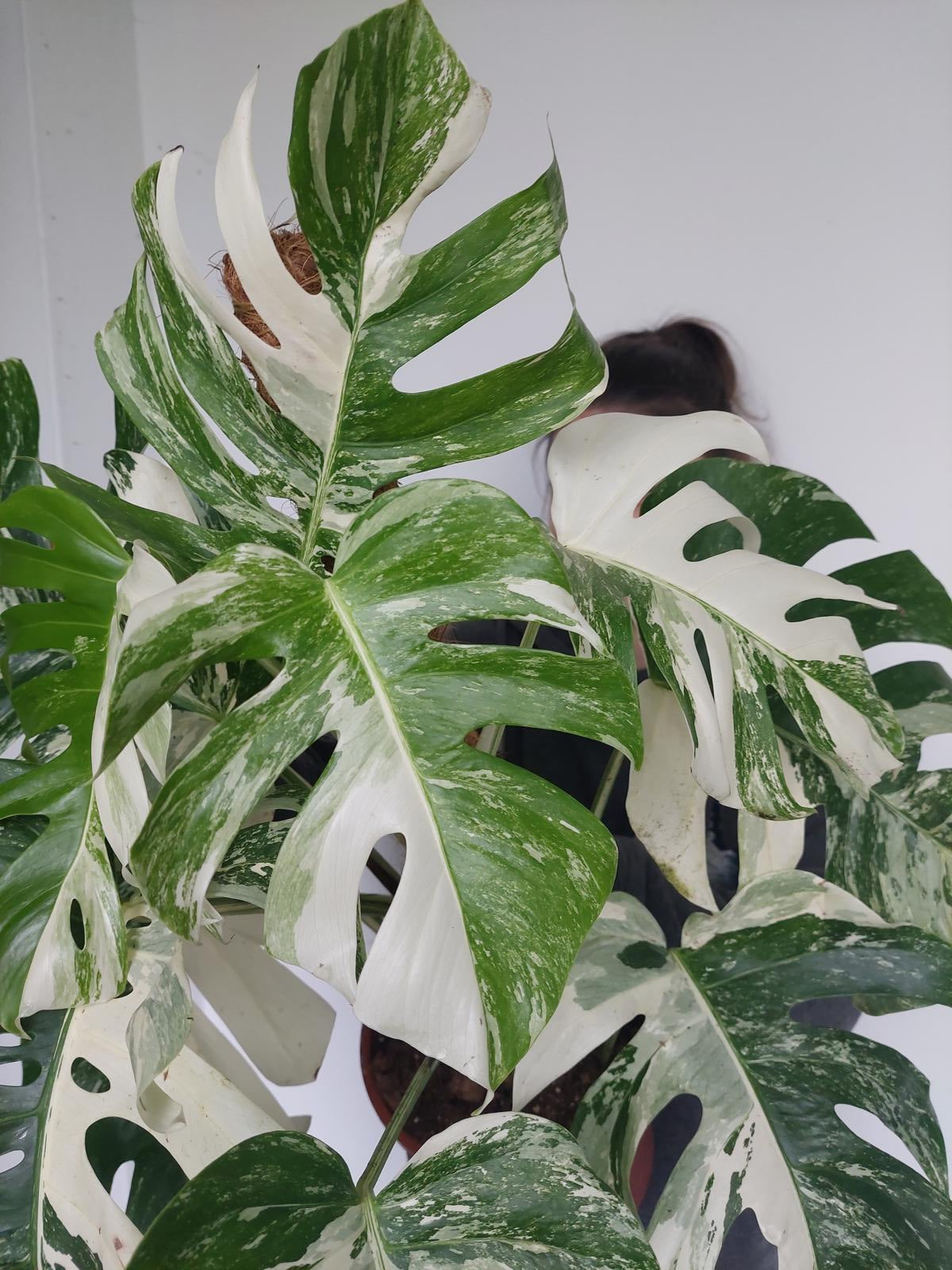 Monstera Variegata buschig