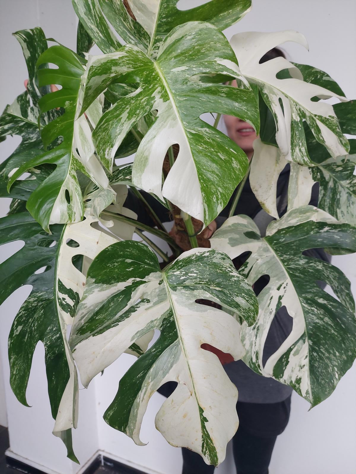 Monstera Variegata buschig