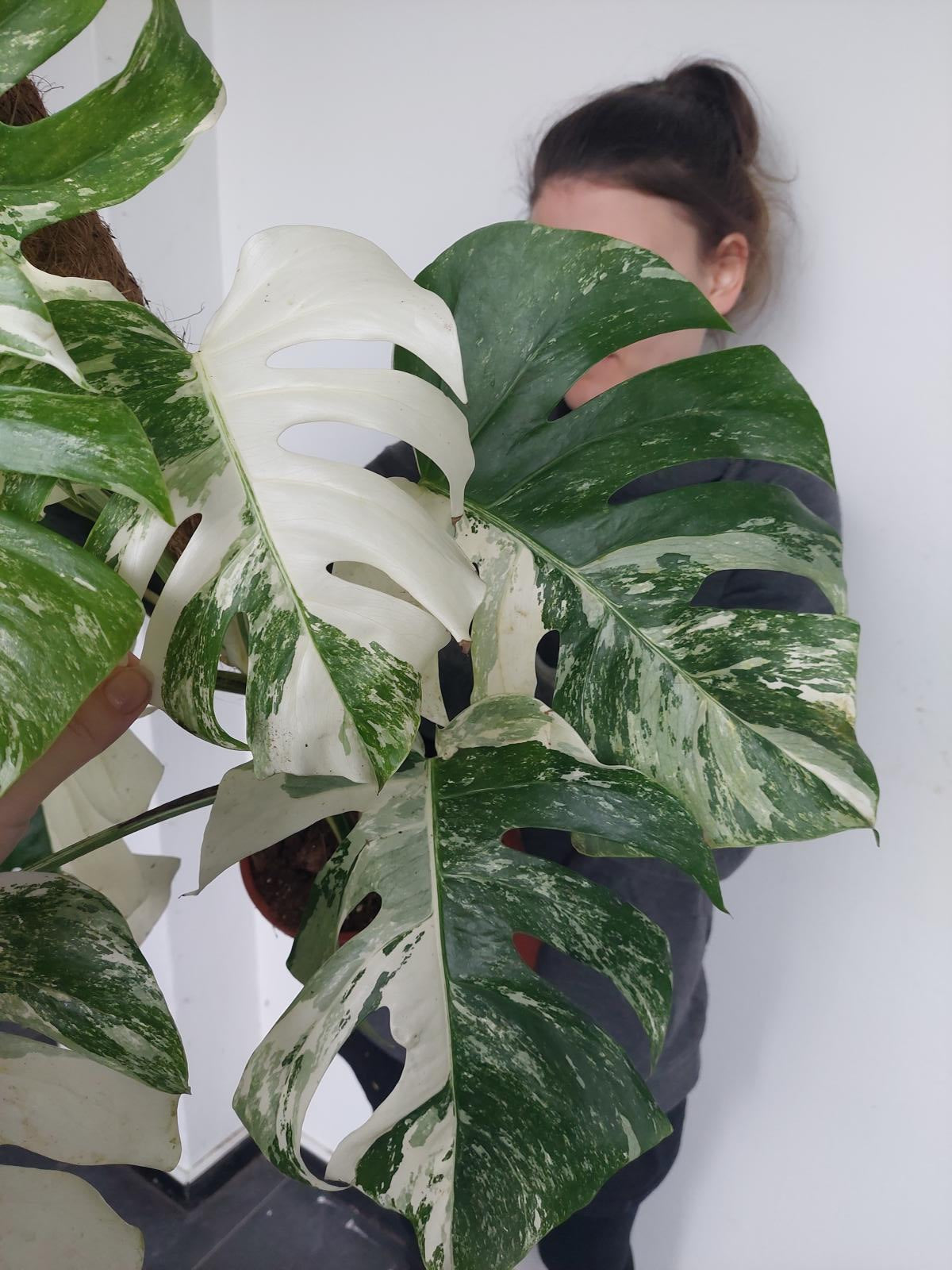 Monstera Variegata buschig