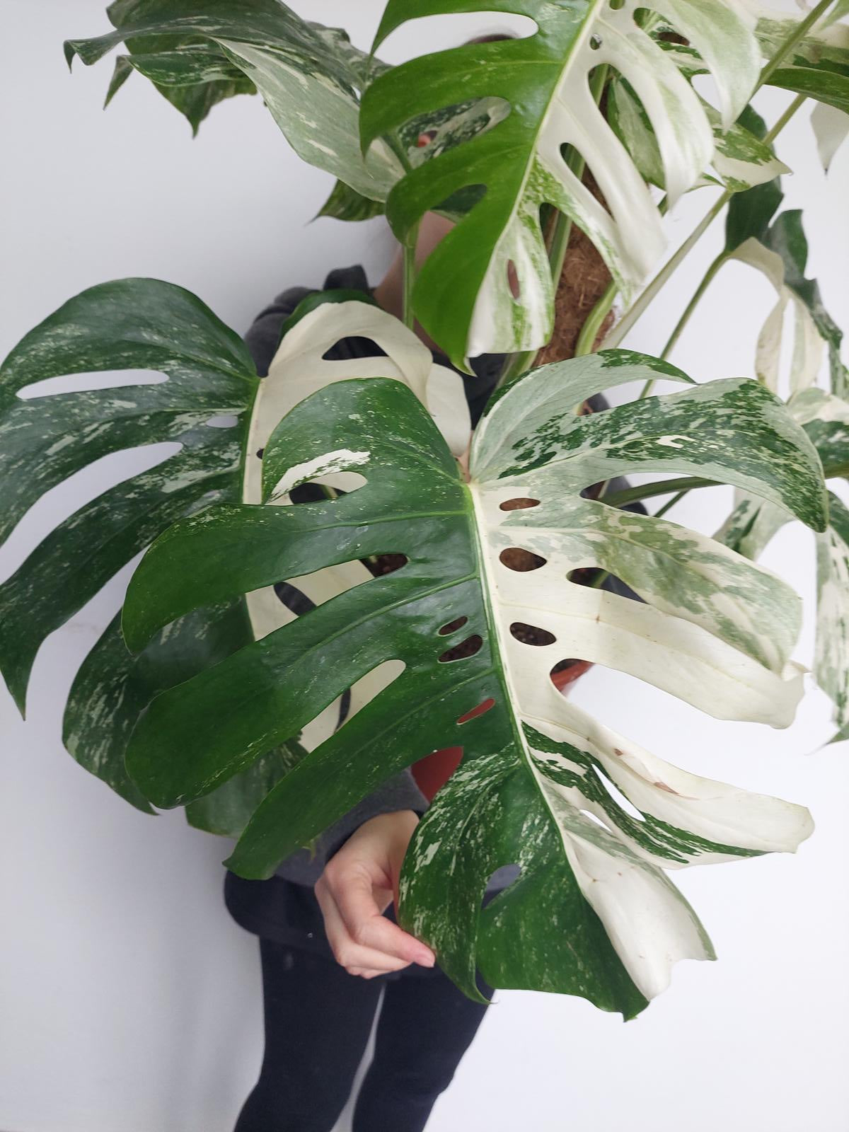 Monstera Variegata buschig