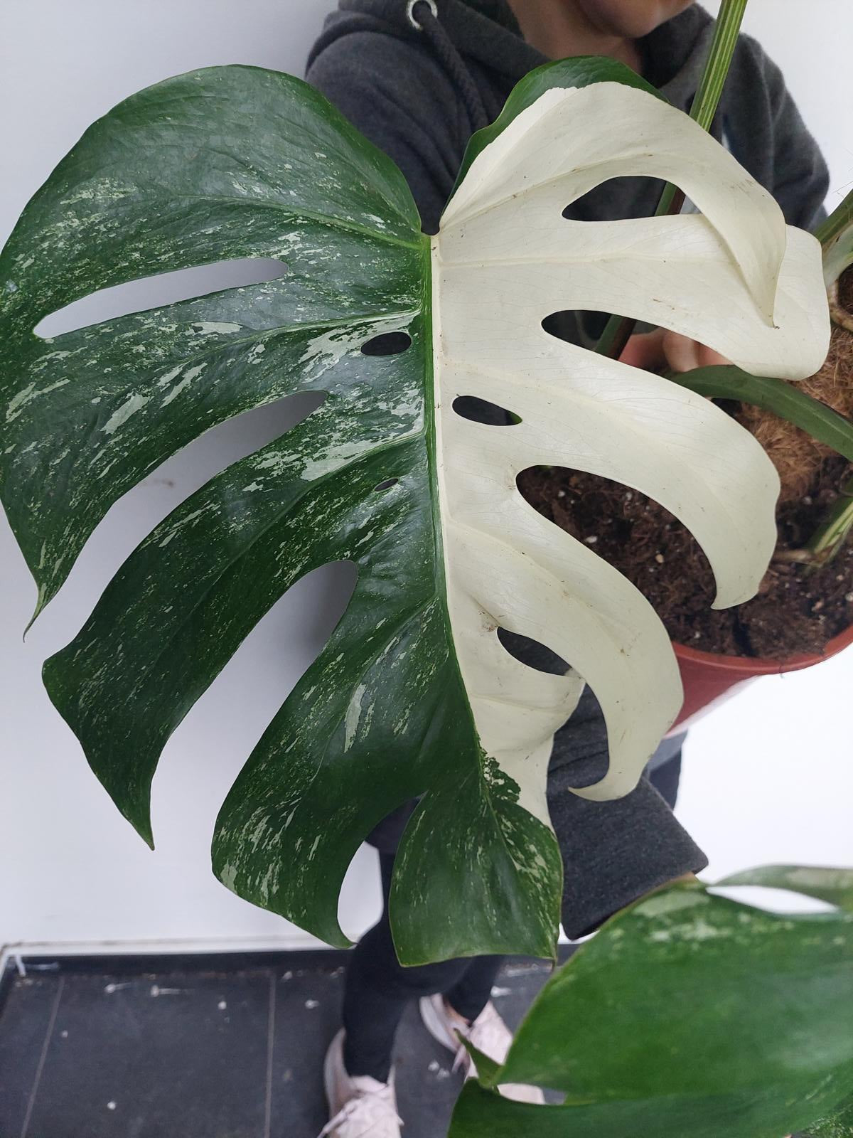 Monstera Variegata buschig