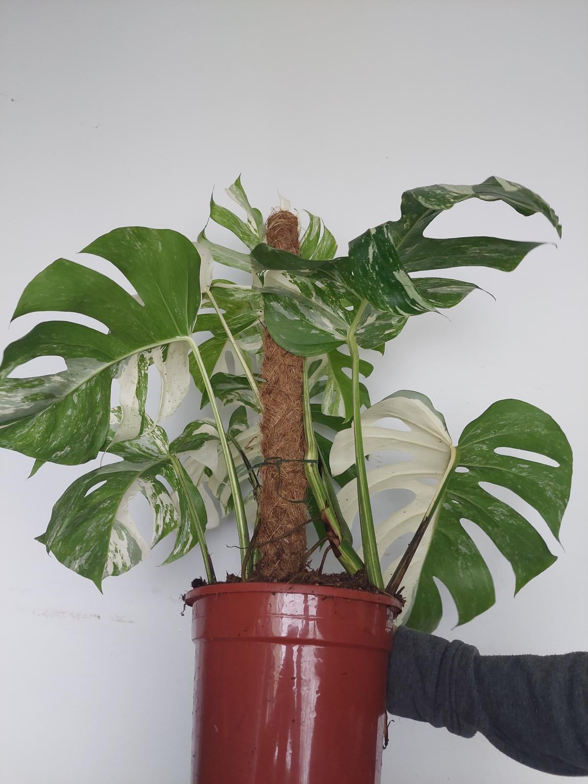 Monstera Variegata buschig