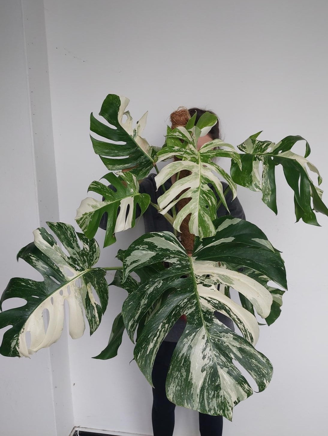 Monstera Variegata buschig