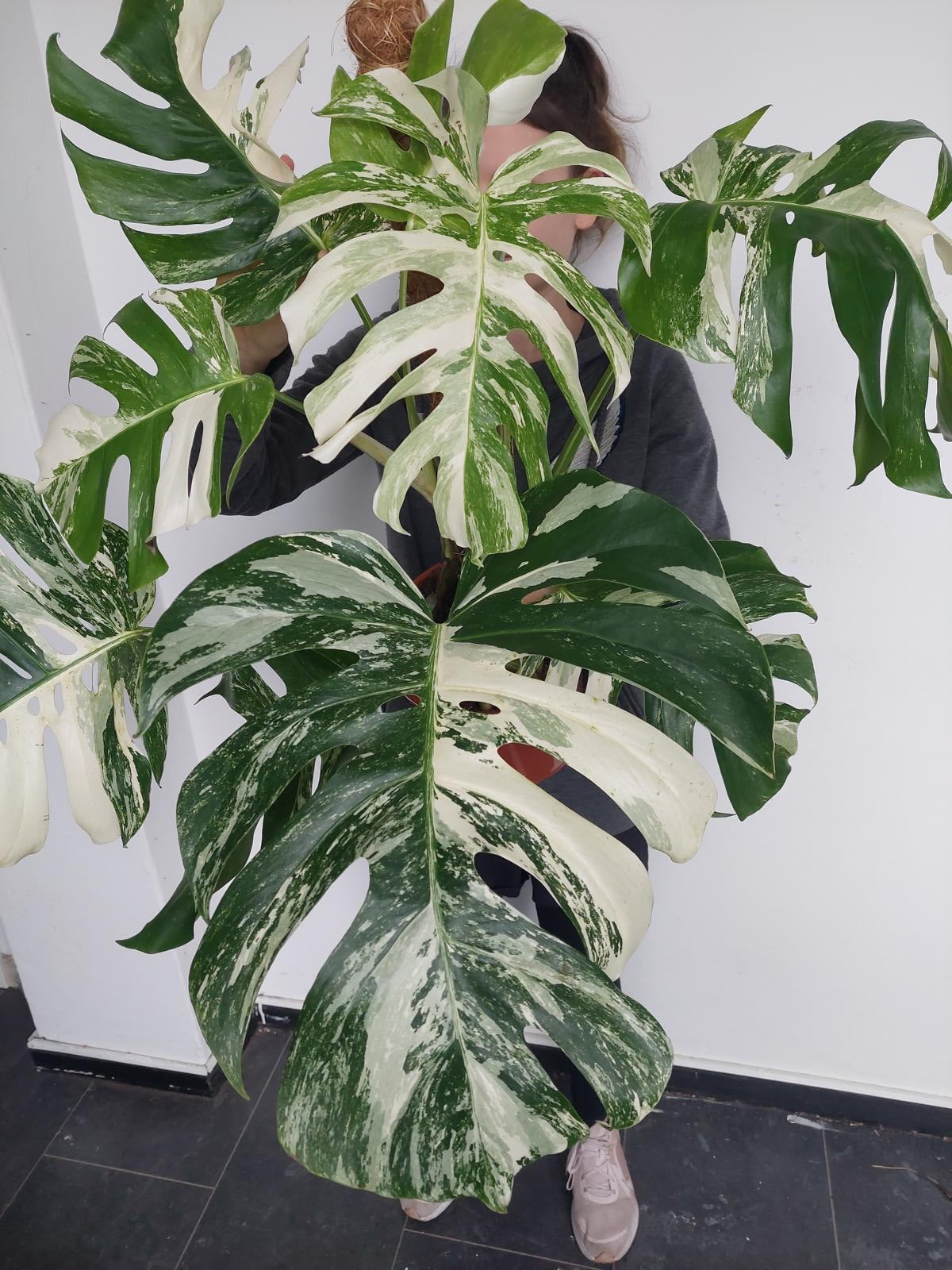 Monstera Variegata buschig