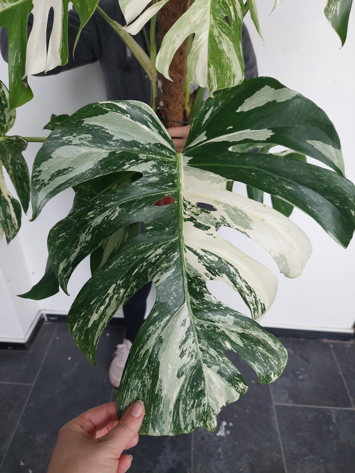 Monstera Variegata buschig