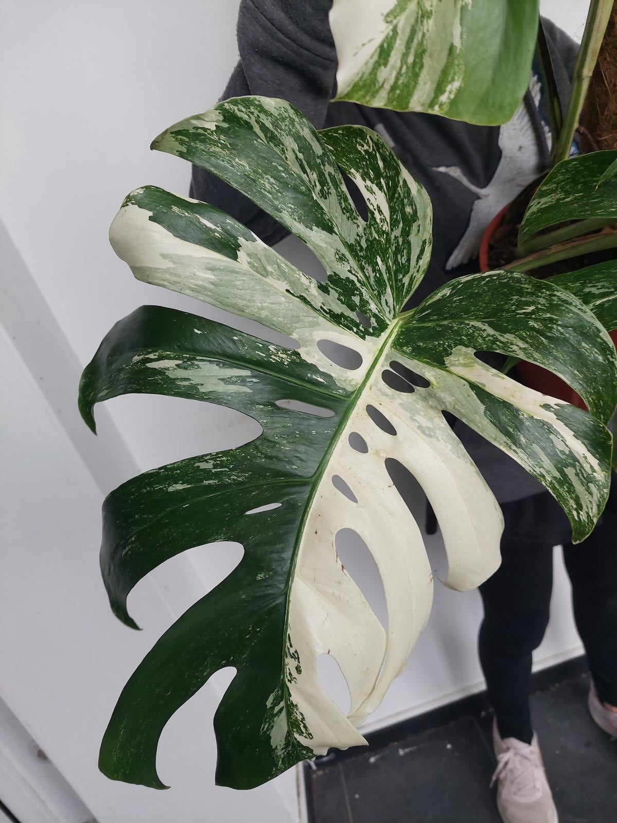 Monstera Variegata buschig