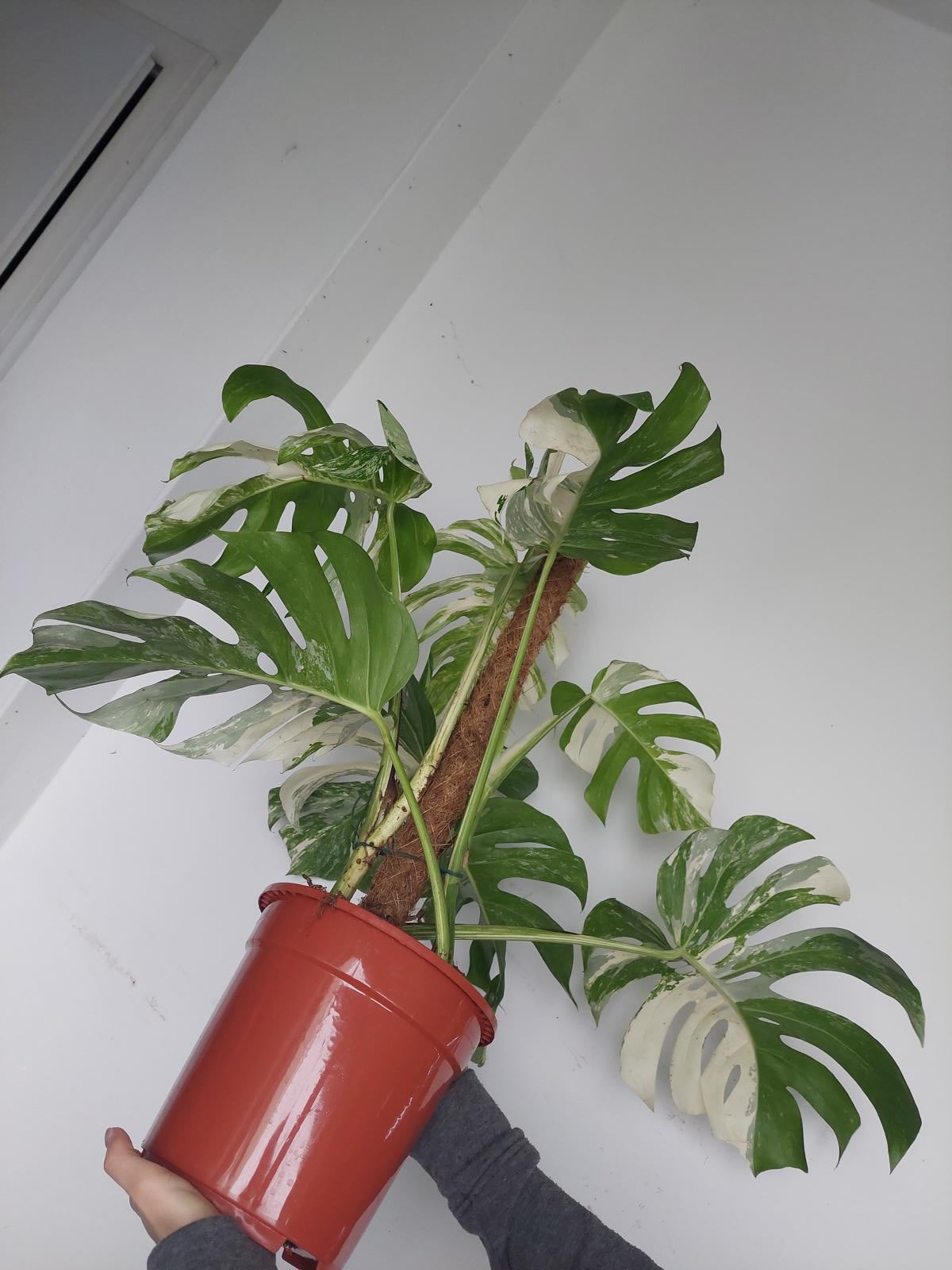 Monstera Variegata buschig