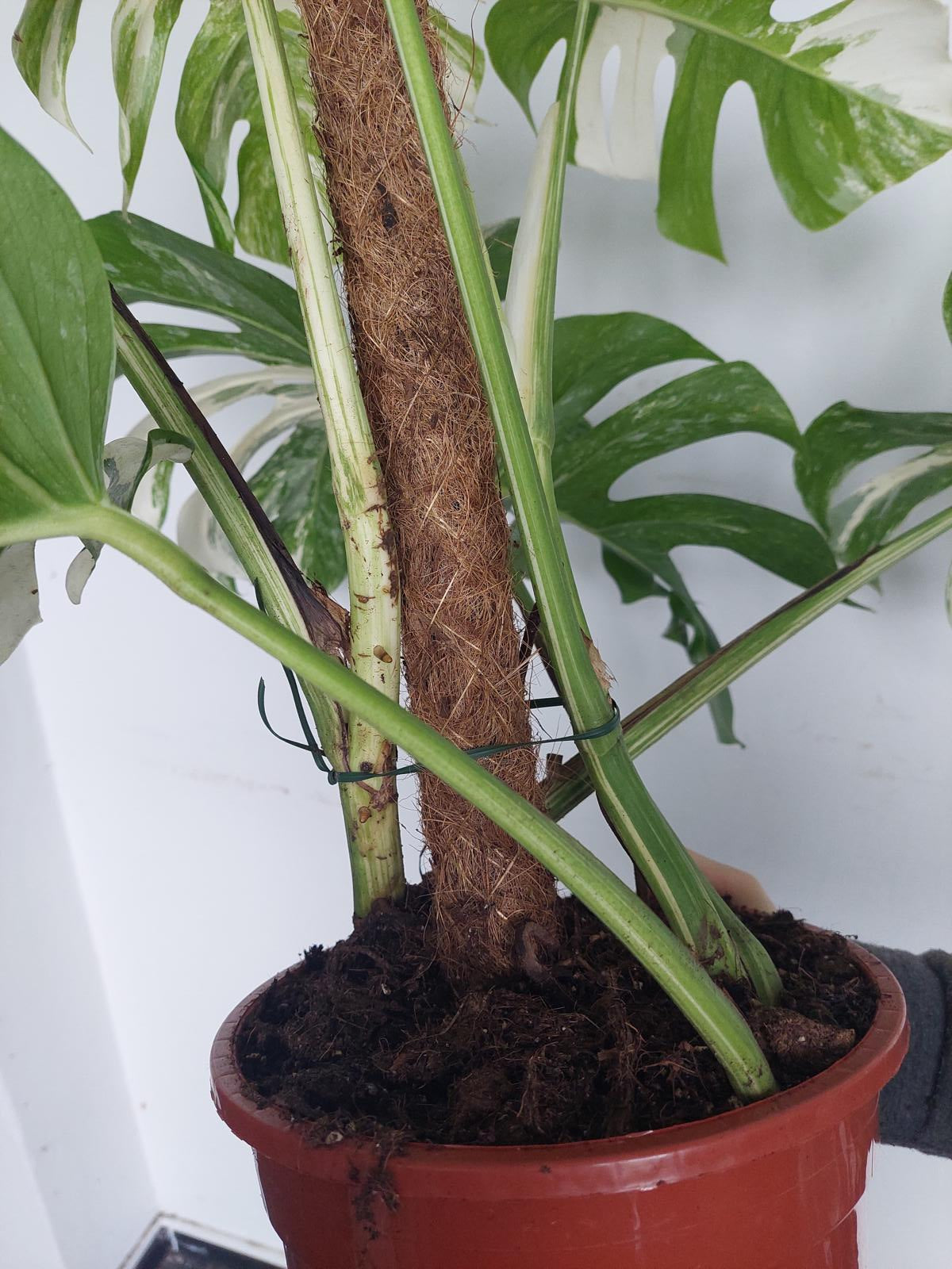 Monstera Variegata buschig