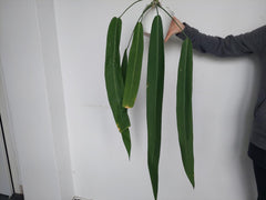 Anthurium Pallidiflorum