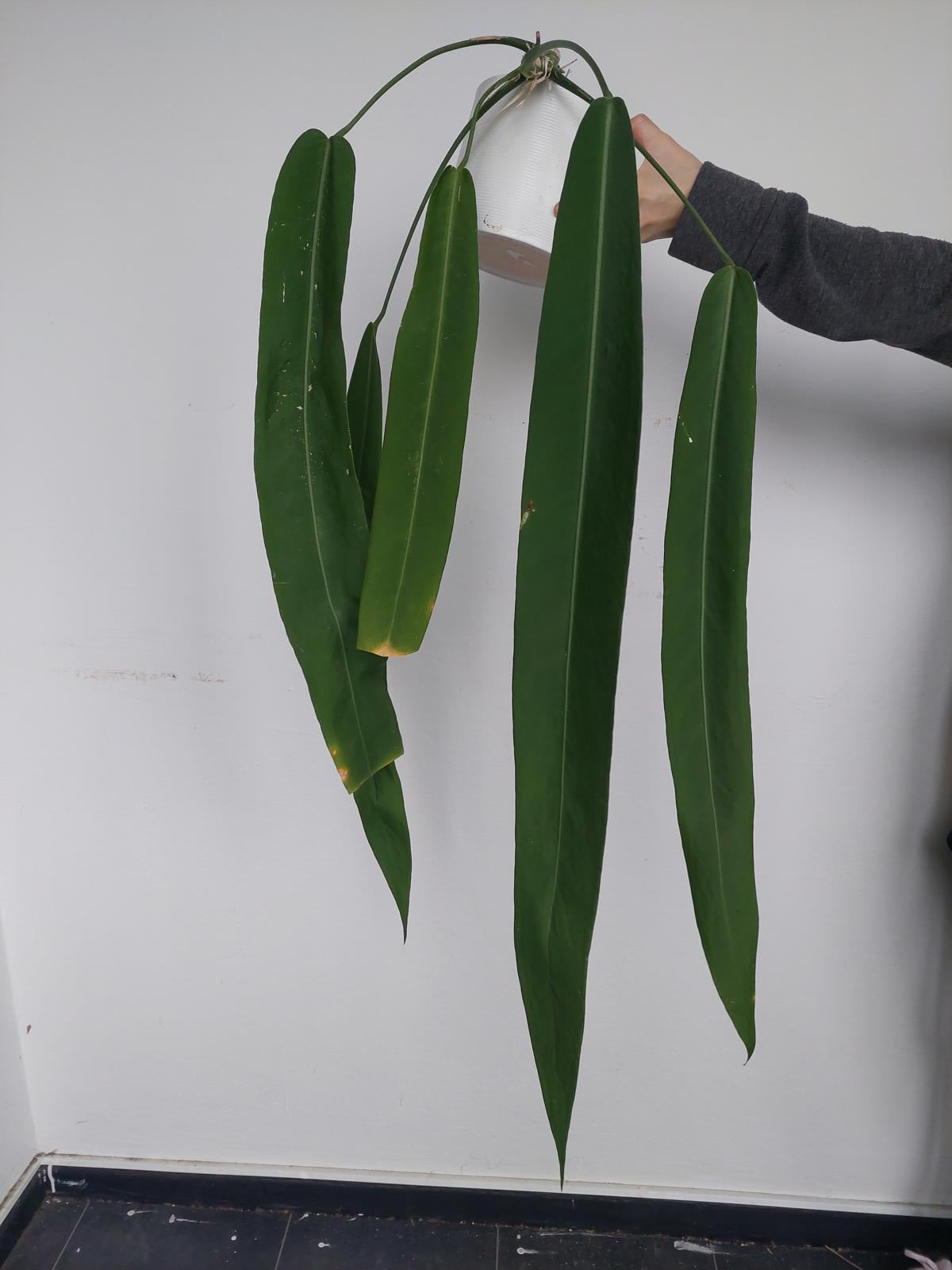 Anthurium Pallidiflorum