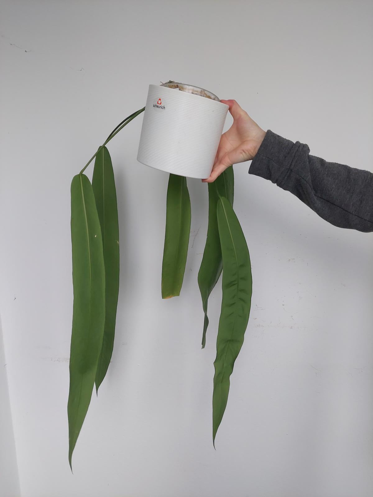 Anthurium Pallidiflorum