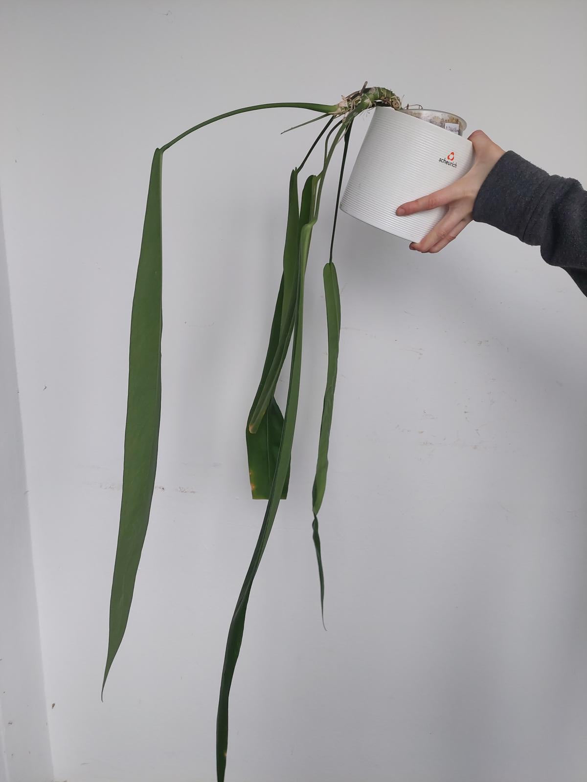 Anthurium Pallidiflorum