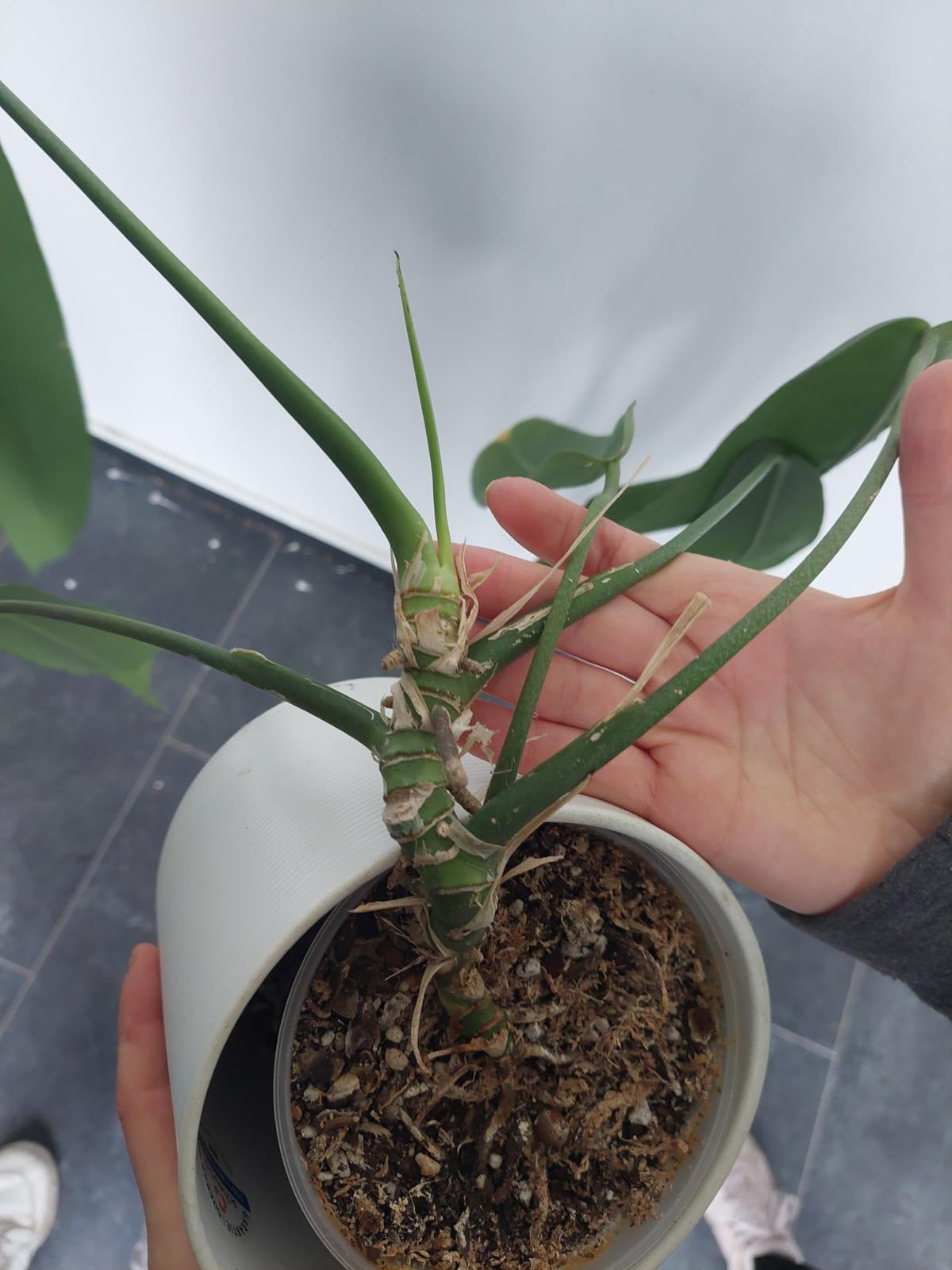 Anthurium Pallidiflorum