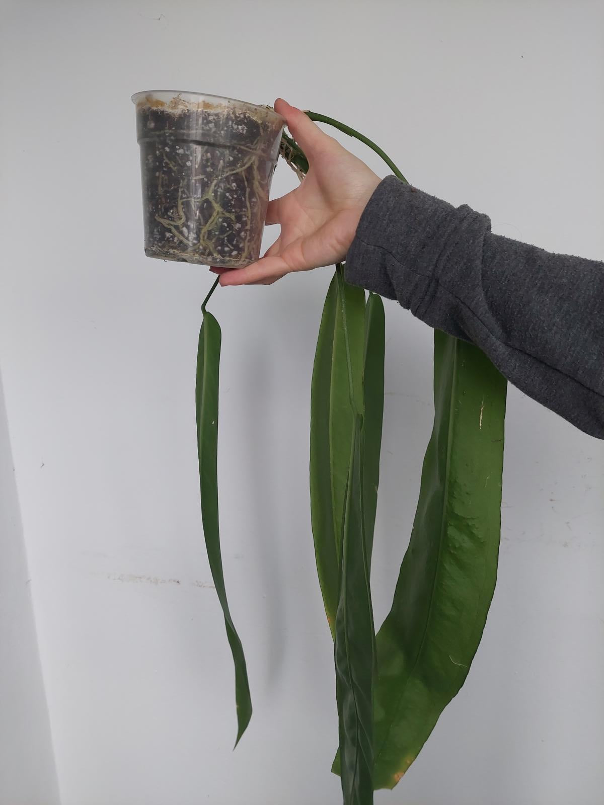 Anthurium Pallidiflorum