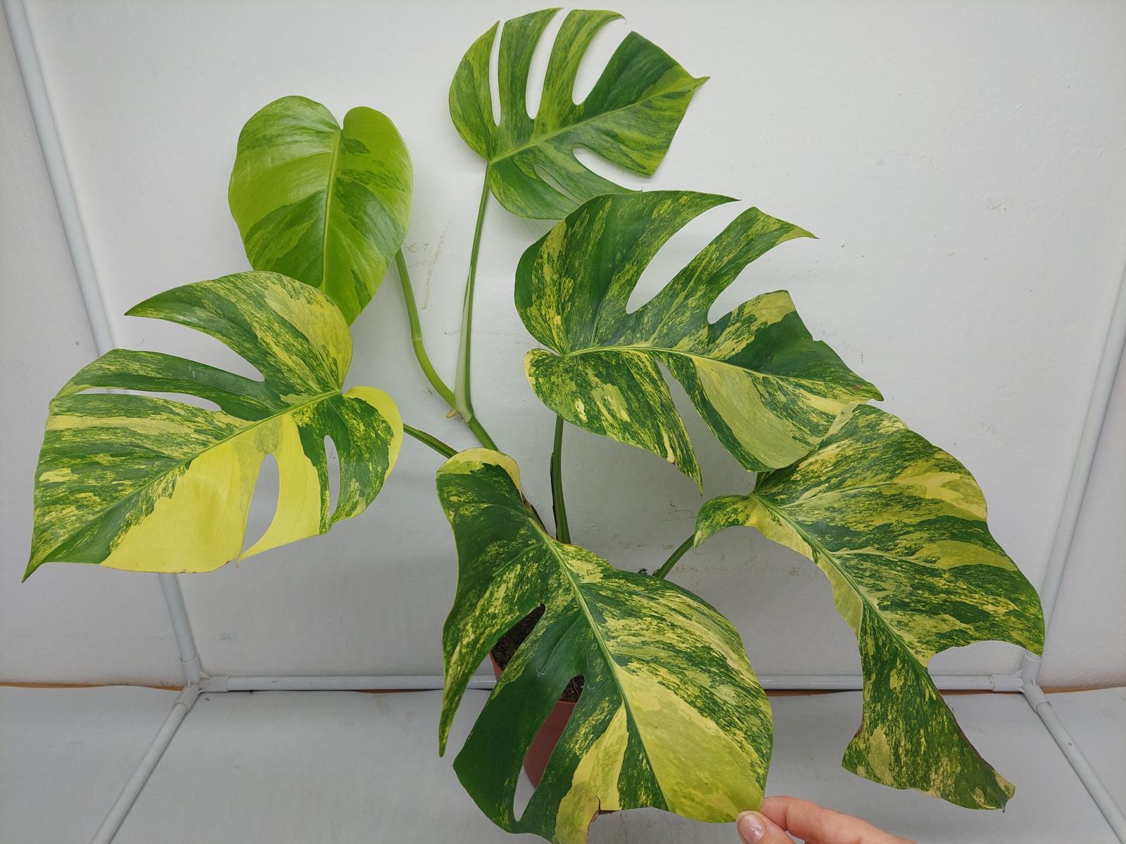 Monstera Aurea Variegata