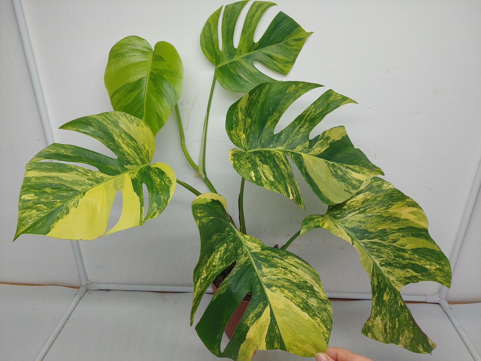 Monstera Aurea Variegata