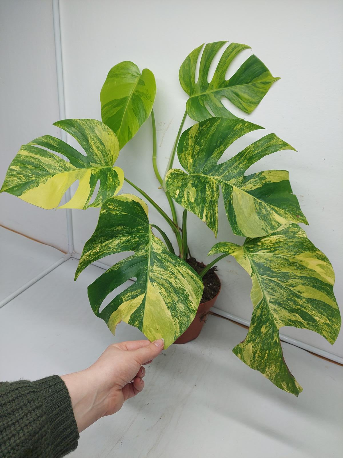 Monstera Aurea Variegata