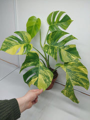 Monstera Aurea Variegata