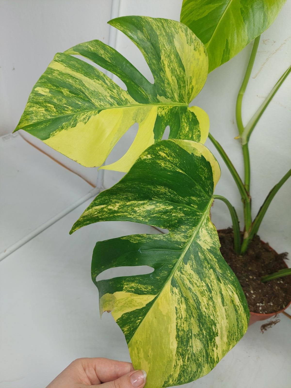 Monstera Aurea Variegata