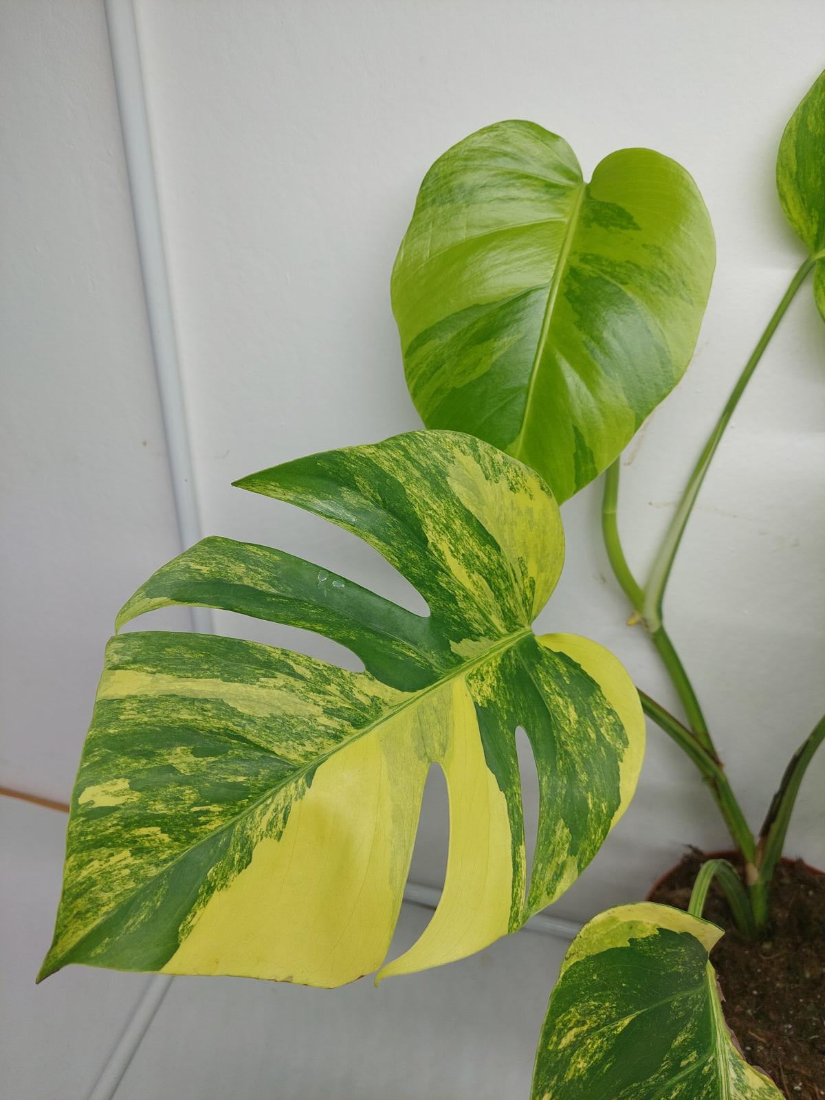 Monstera Aurea Variegata