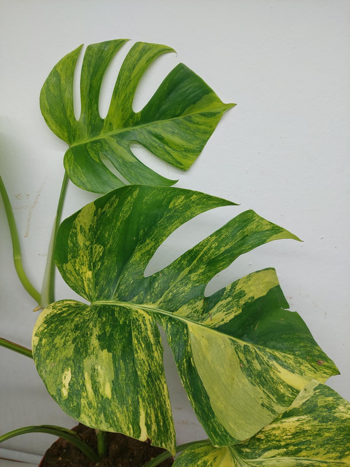 Monstera Aurea Variegata