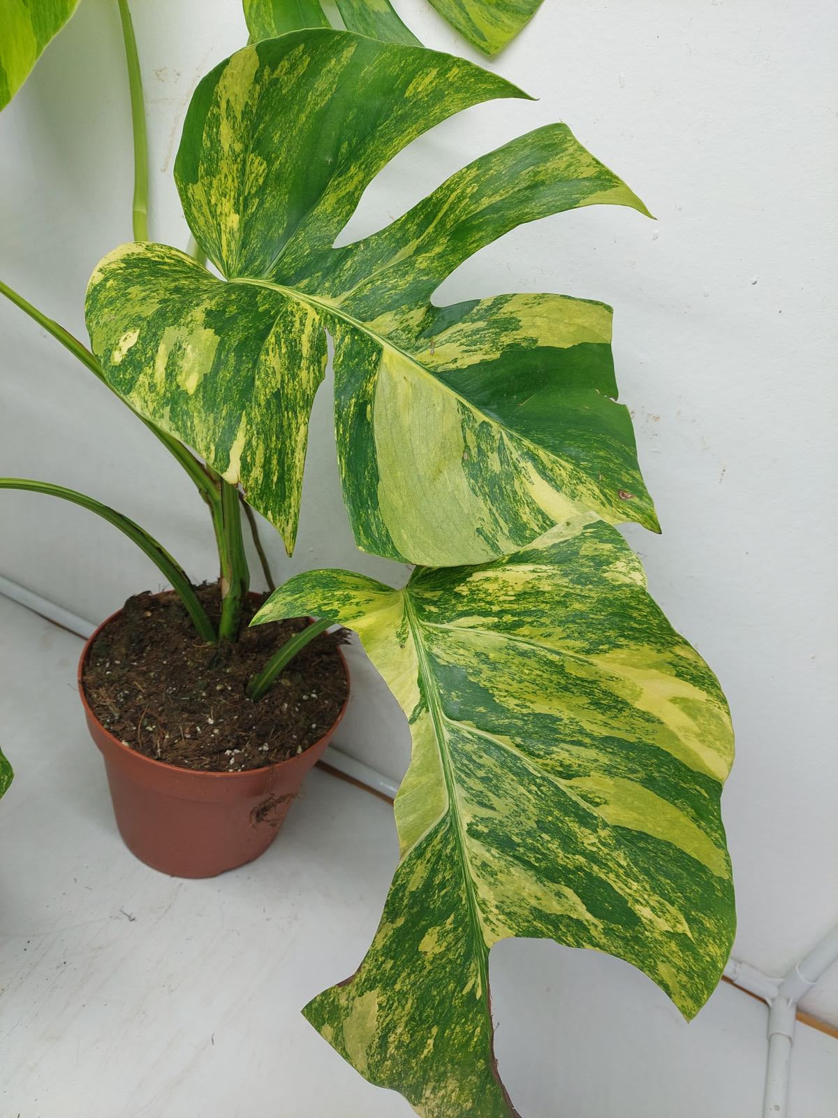 Monstera Aurea Variegata