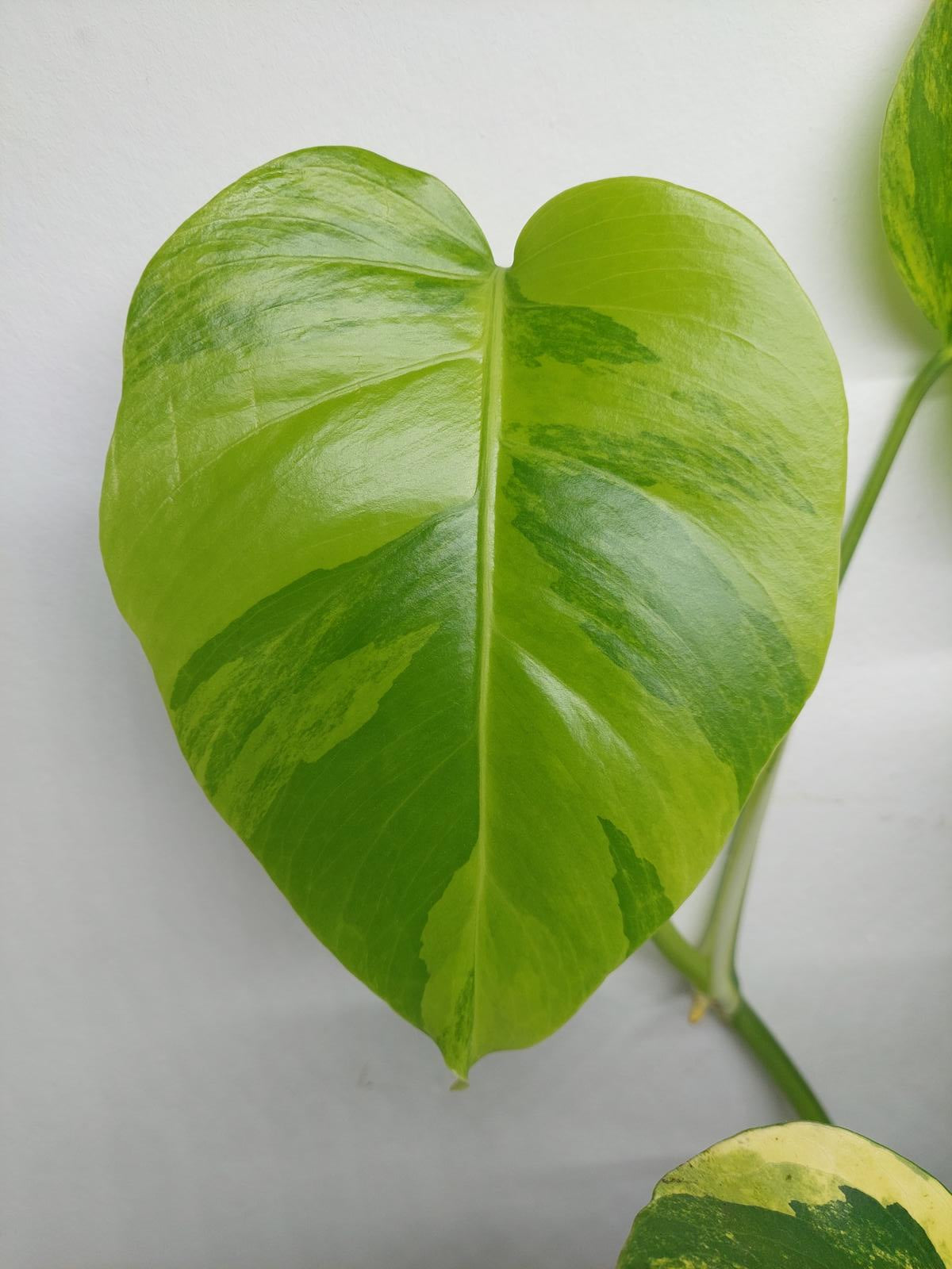 Monstera Aurea Variegata