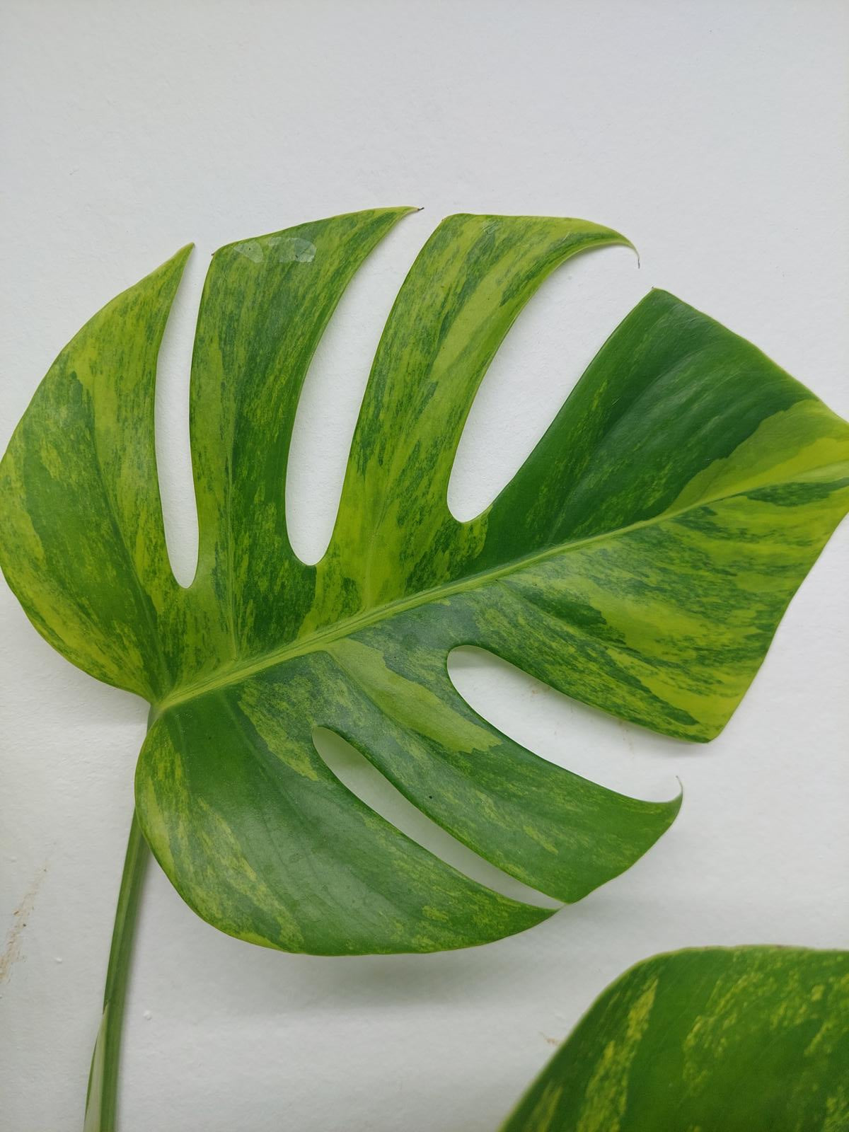 Monstera Aurea Variegata