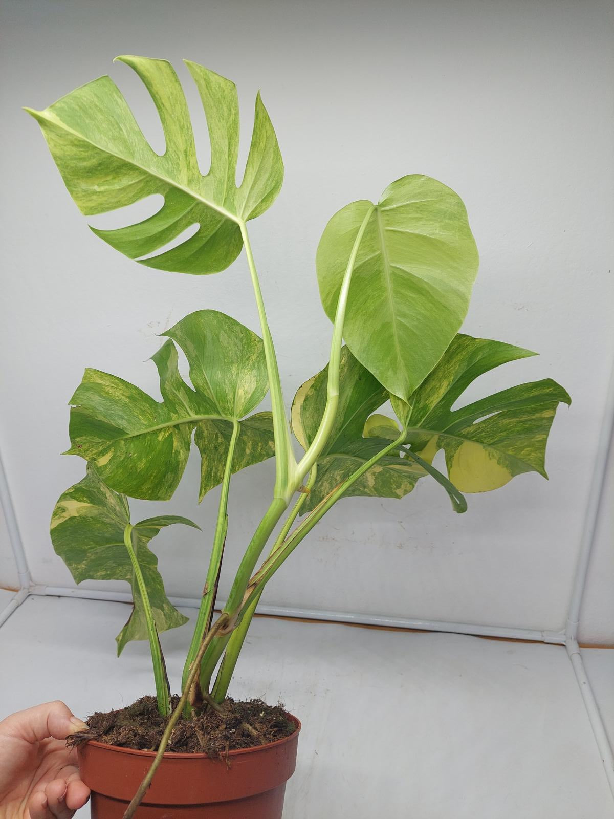 Monstera Aurea Variegata