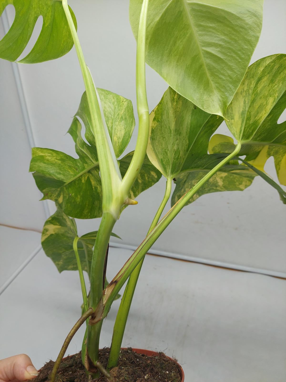 Monstera Aurea Variegata