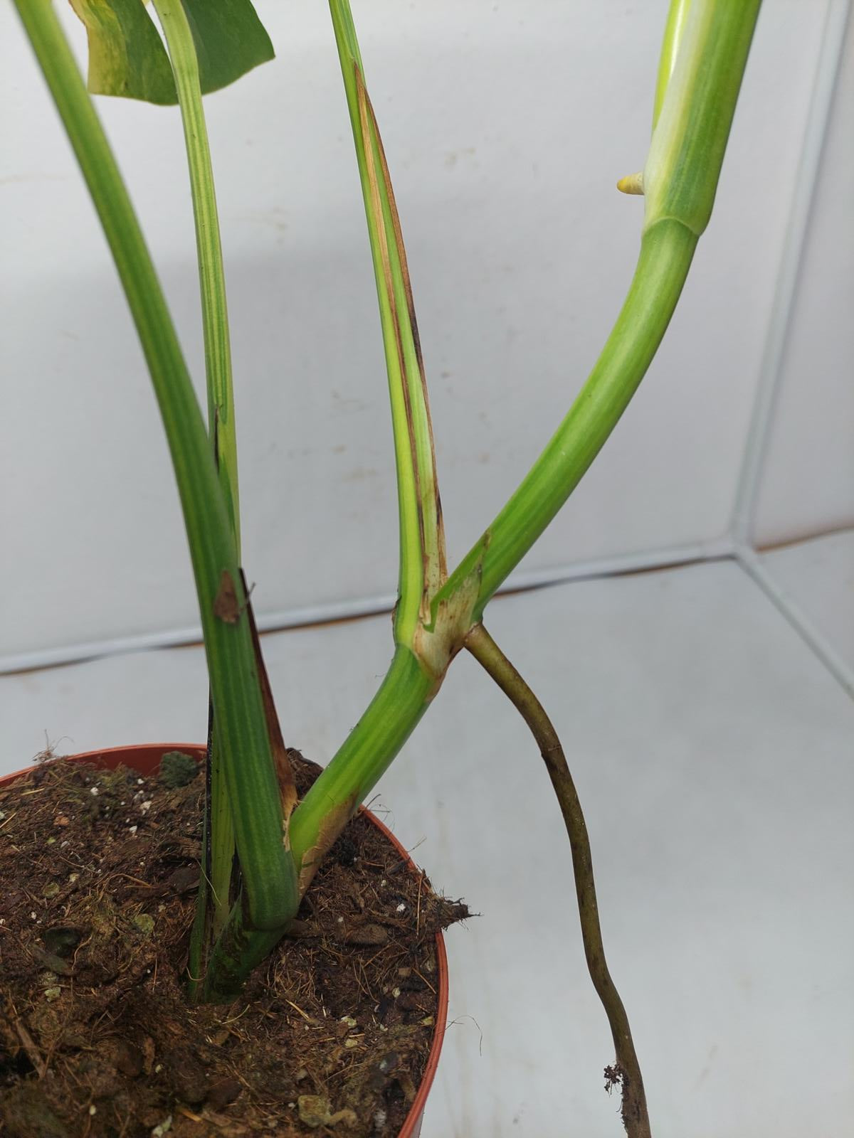 Monstera Aurea Variegata