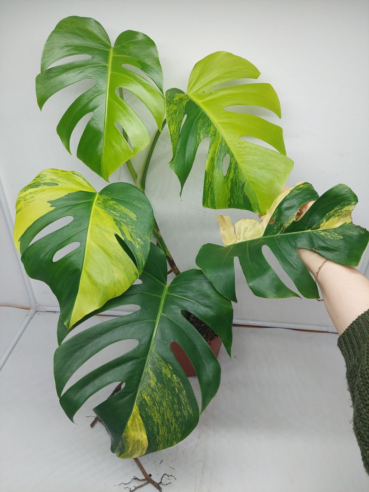 Monstera Aurea Variegata