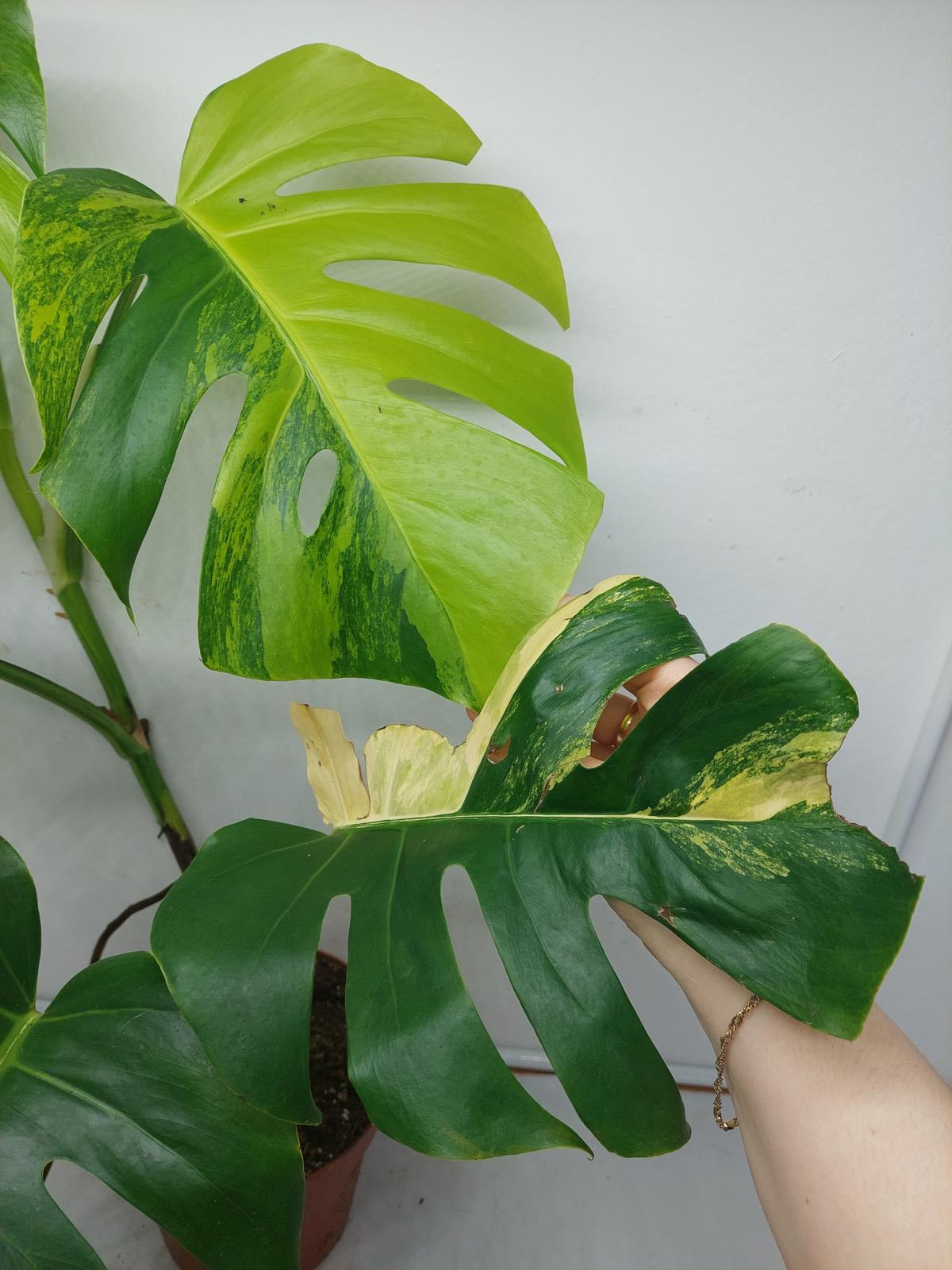 Monstera Aurea Variegata