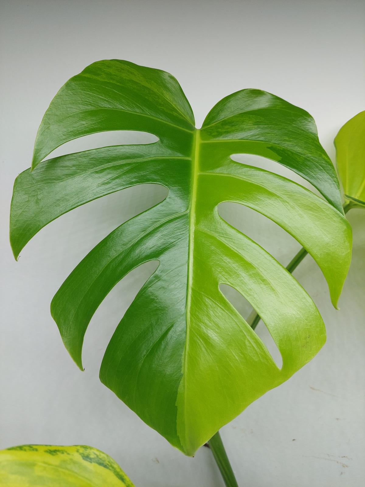 Monstera Aurea Variegata