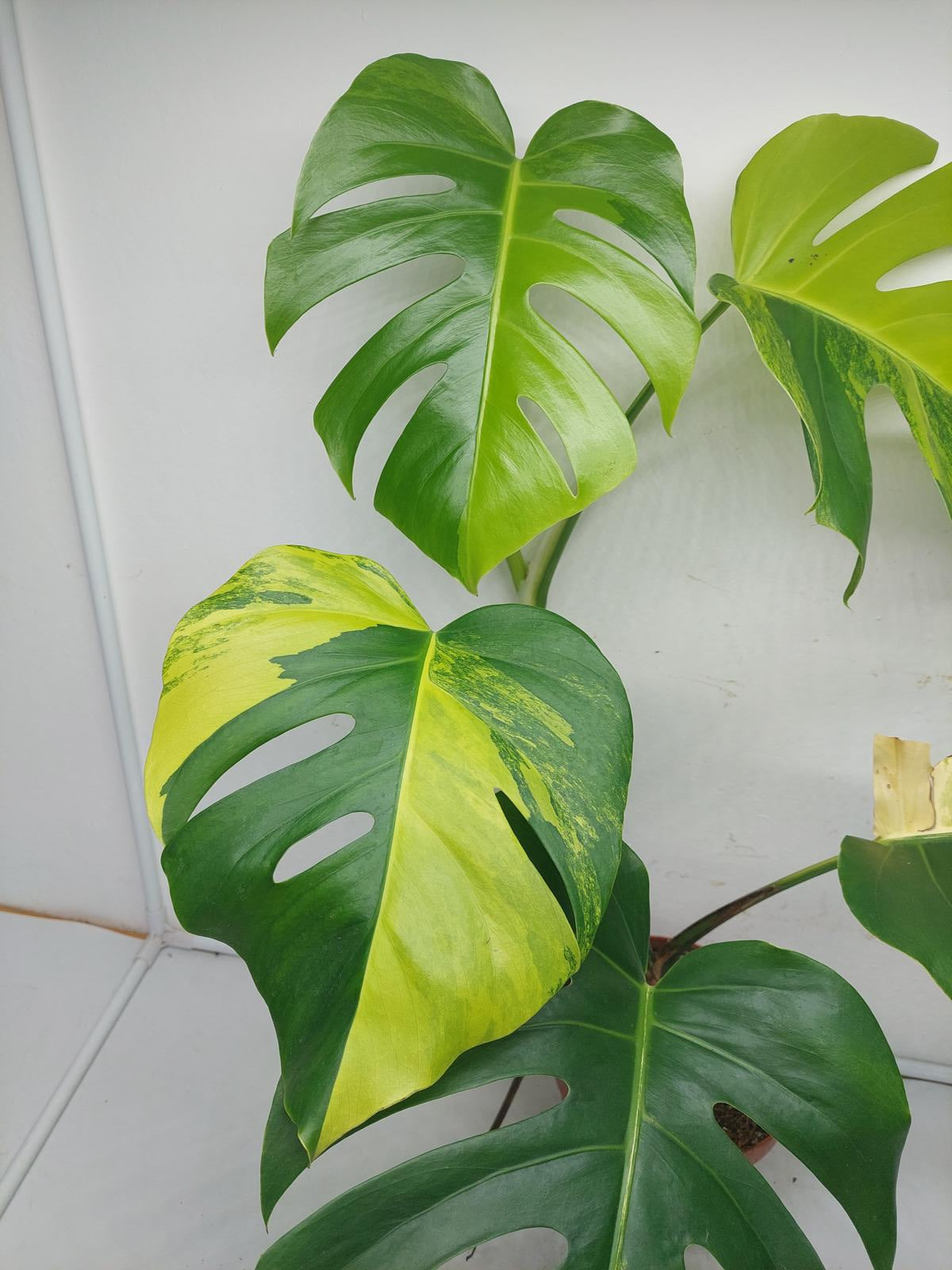 Monstera Aurea Variegata