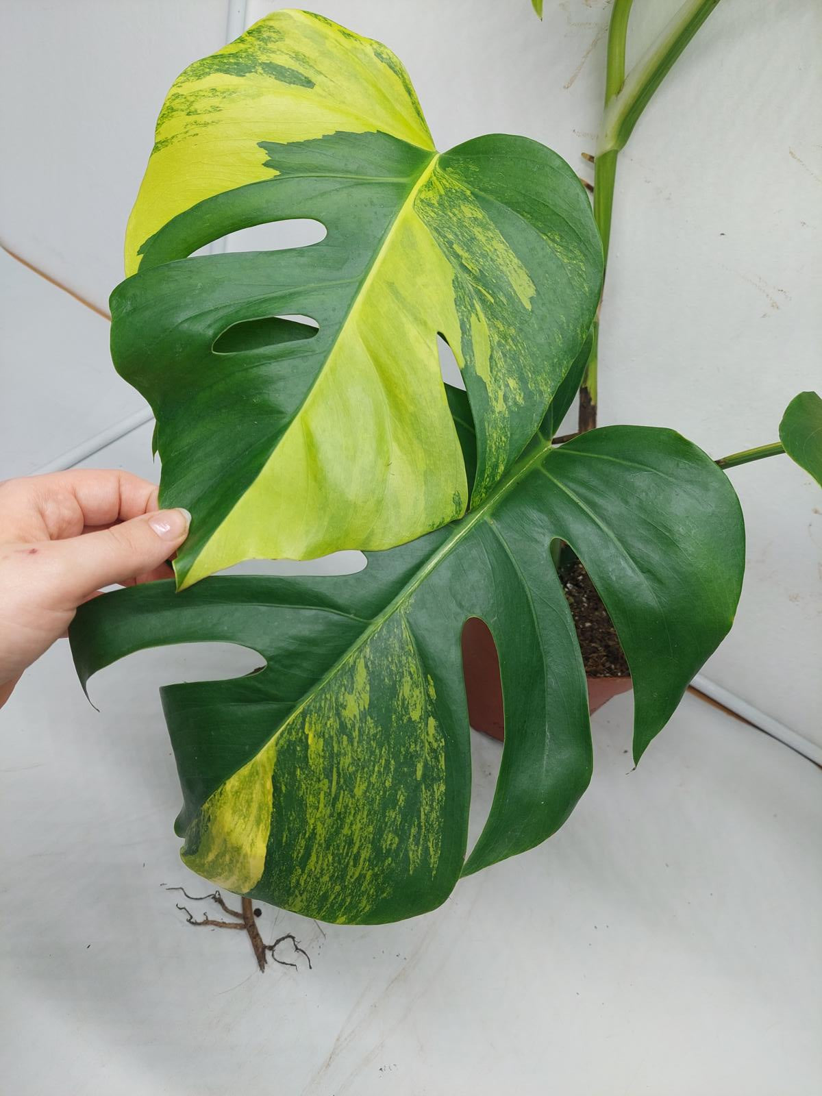 Monstera Aurea Variegata