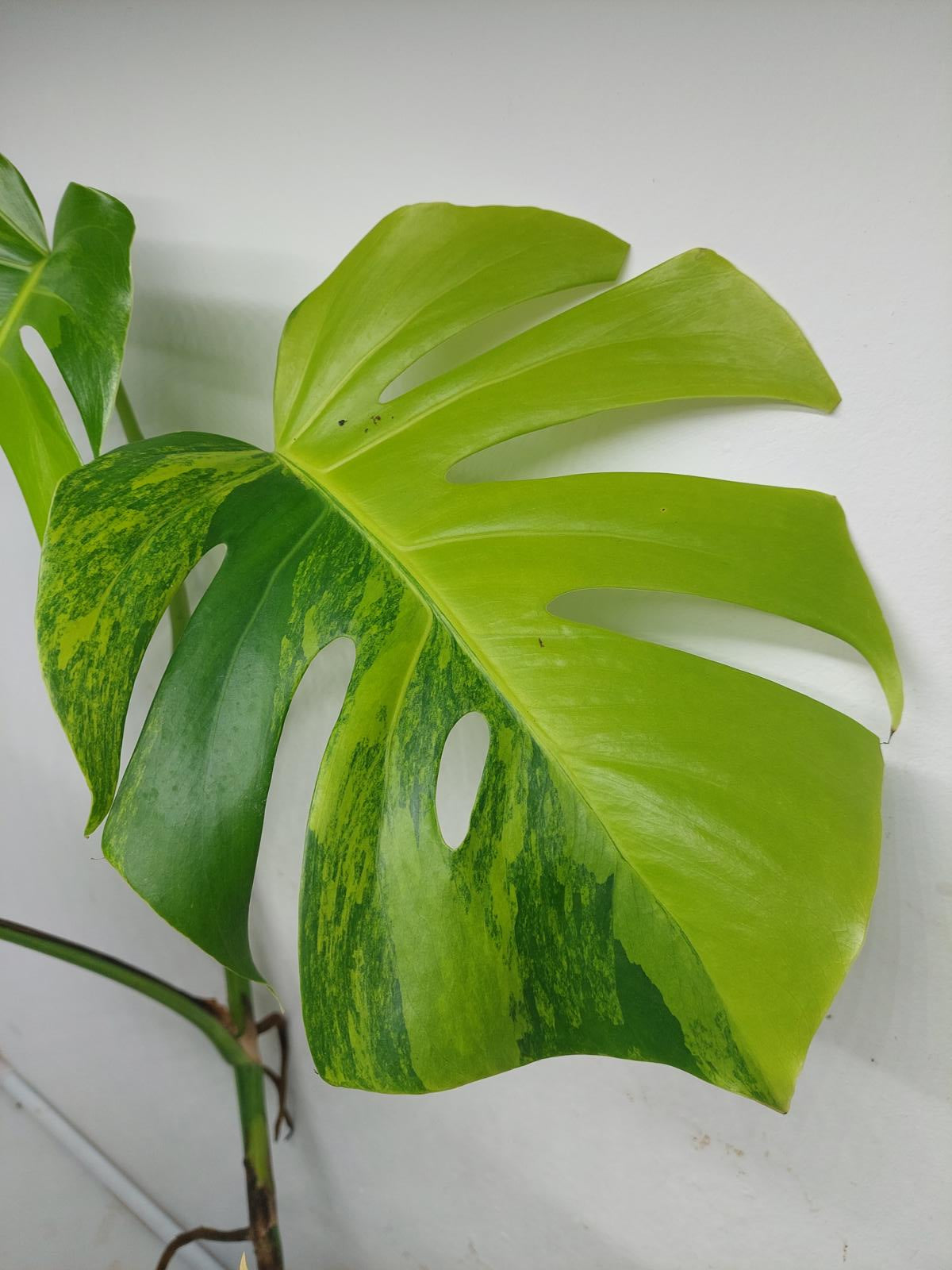 Monstera Aurea Variegata